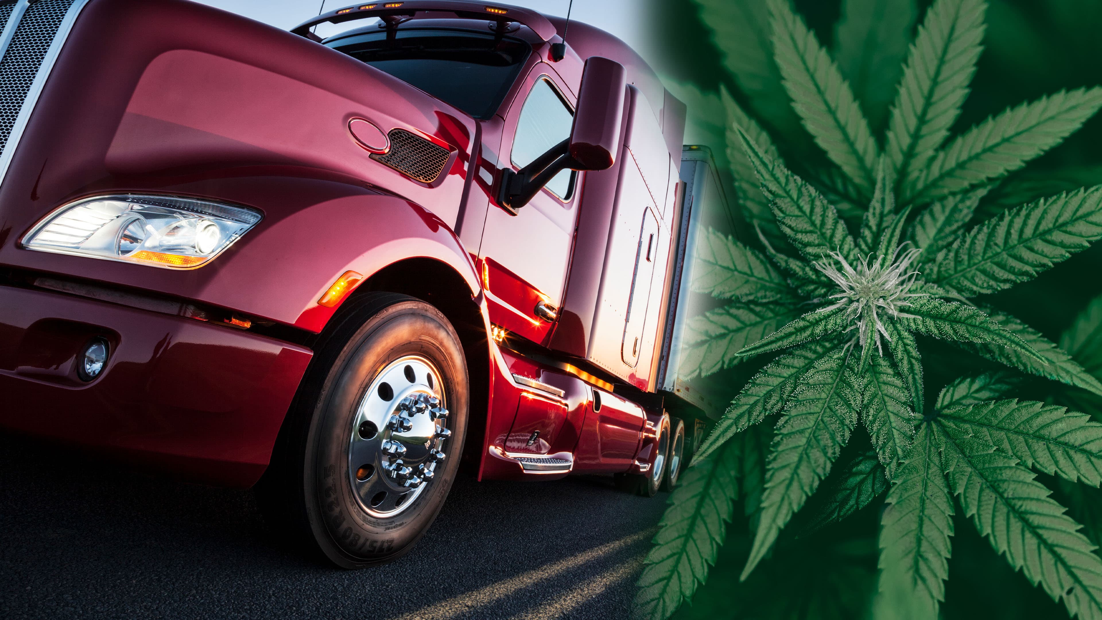 What Trump’s Marijuana Rescheduling Executive Order Could Mean for Trucking