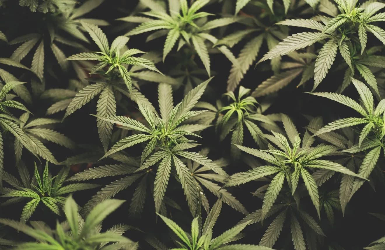 Medicinal Marijuana Is Now Schedule III. For CDL Drivers, the Answer Is More Complicated Than It Should Be.